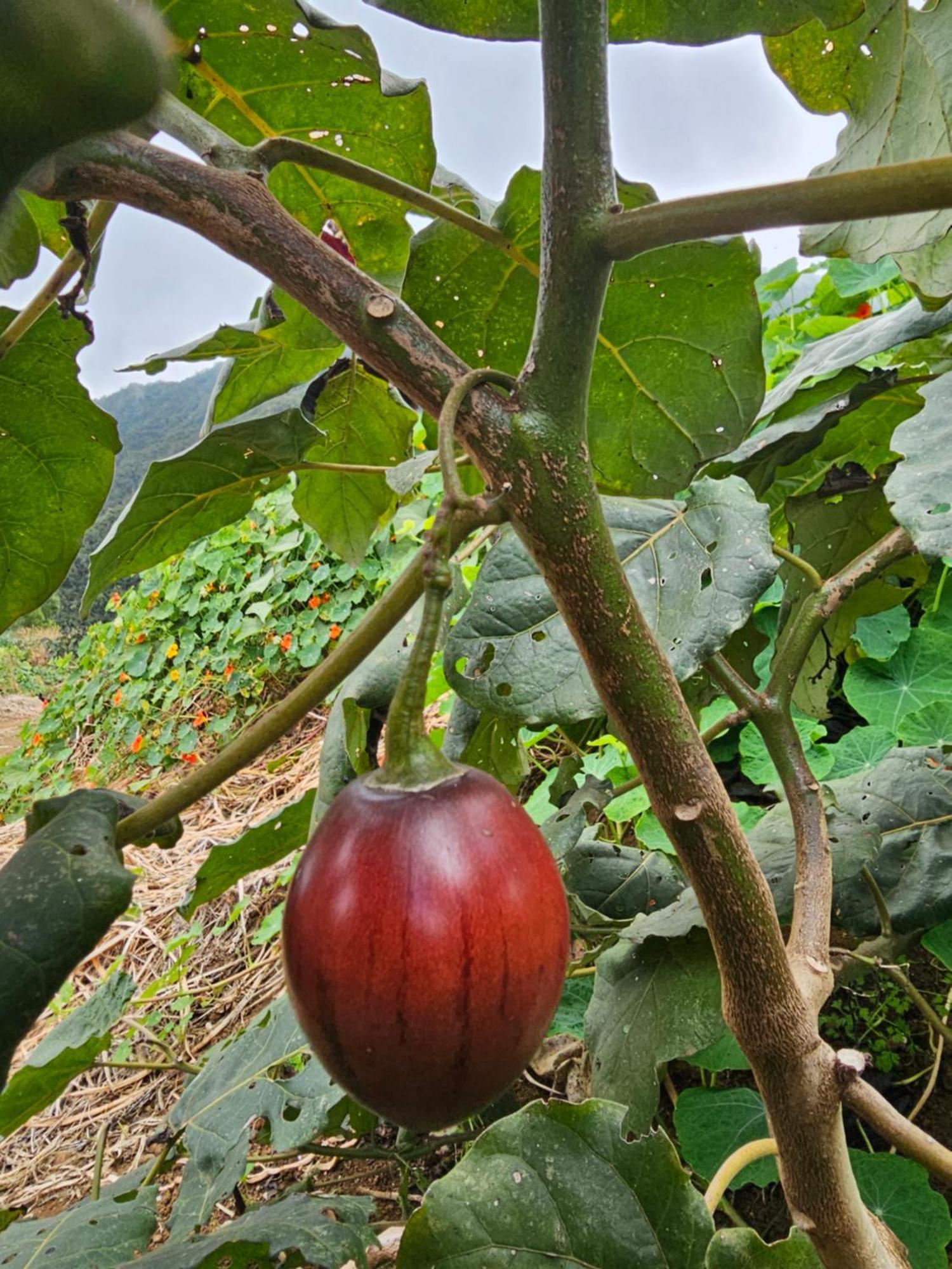 منزل الضيف لا بوسيشن  في Au Coeur Des Plantations المظهر الخارجي الصورة